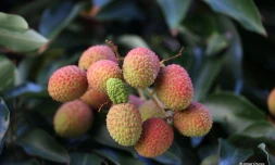 Litchi