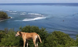 chien