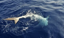 Requins
