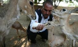 En Inde, pour les bishnoï, "mieux vaut une tête coupée qu'un arbre abattu"