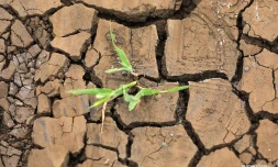 Sécheresse