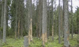 Filancde - forêt