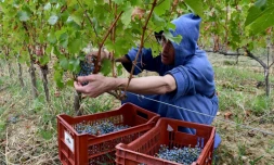 Dans le Ventoux, des vendanges en soutane pour un vin équitable