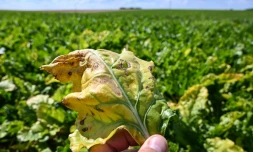 Déflagration chez les betteraviers: la justice de l'UE bannit les dérogations sur les néonicotinoïdes