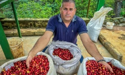 A Cuba, du café haut de gamme pour relancer un secteur en berne