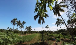 agriculture piment
