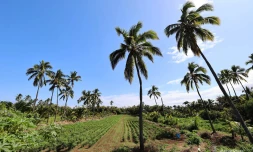 météo réunion