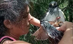 Papangue seor