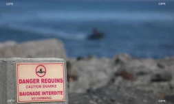 panneaux requins