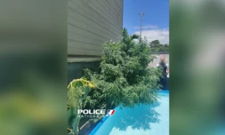 Découverte de plants de cannabis - Police Nationale