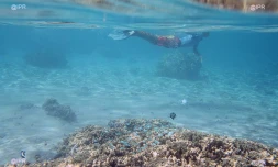 Lagon