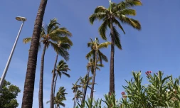 Cocotiers