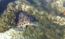 tortue Grimp à Kelonia