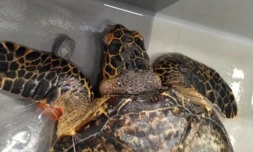 Sauvetage tortue kelonia