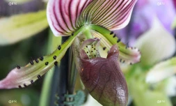 Salon Flore et Halle