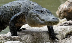 de nombreux site d'élevages offrent des spectacles d'alligators