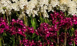 Flore et halle 2018