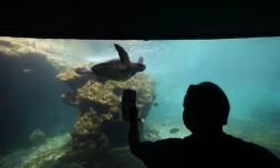 Tortues Kélonia