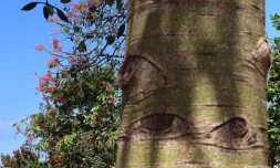 brachychiton acerifolius, la flamme d’Australie