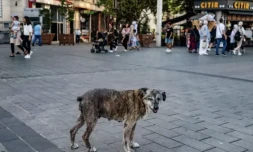 chiens-errants-Turquie1