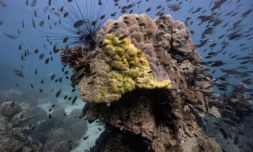 corail - AFP - ThaĂŻlande