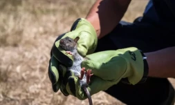 Un scientifique montre un rat, un animal introduit à l'origine de nombreux dégâts, sur l'île d'Amsterdam, qui fait partie des Terres australes et antarctiques françaises (Taaf), le 29 décembre 2022 ( AFP / PATRICK HERTZOG )