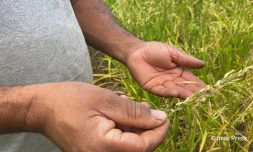 riz - Saint-Paul - culture - agriculture2