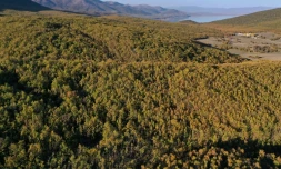 "Ne pas le perdre à jamais": la lutte pour sauver le lynx des Balkans