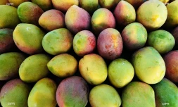 mangue