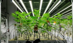 En Allemagne, le cannabis "made in Germany" impatient de prendre son essor