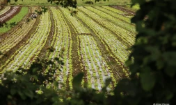 agriculture