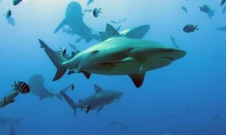 Protéger 30% des océans, un immense défi pour la planÚte