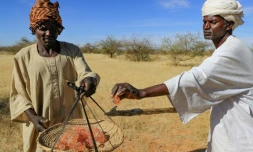 Au Soudan, la gomme arabique résiste au climat extrême, mais l'homme peine à suivre