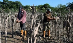 Amérique centrale: la détresse des agriculteurs face aux phénomènes climatiques extrêmes à répétition