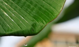 Goutte d'eau et pluie