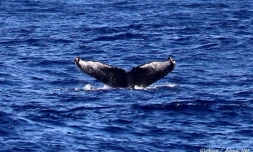 premiĂšre caudale de baleine Ă  bosse de la saison 2022