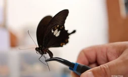 Cabinet des curiosités