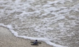Tortue