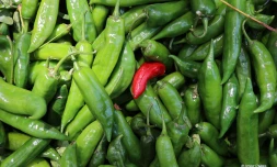 Gros piments