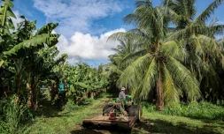 Chlordécone aux Antilles: la justice reconnaît un "scandale sanitaire" mais prononce un non-lieu