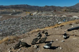 Des condors à la recherche de nourriture, à la décharge de Los Colorados exploitée par KDM Residuos, à Tiltil, au Chili, le 8 mai 2026