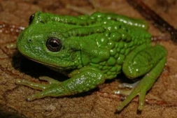 Photographie fournie aux médias, prise et diffusée par l'Institut Ceja de Selva pour la recherche sur le développement durable, montrant une Gastrotheca mittaliiti, une nouvelle espèce de grenouille découverte dans l'Amazonie péruvienne ( Selva Institute for Sustainable Development Research / Handout )