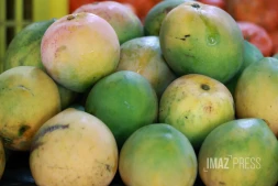 mangue josé