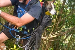 Saint-André : un chien secouru par la police sur la route de Salazie