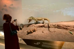 Une réplique de Lystrosaurus au muséum d'Histoire naturelle d'Abu Dhabi, aux Emirats arabes unis, le 22 novembre 2025 ( AFP / Giuseppe CACACE )