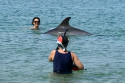 Une dauphine nage à proximité de baigneuses dans la baie de Saint-Jean-de-Luz, dans les Pyrénées-Atlantiques, le 24 avril 2026 ( AFP / Gaizka IROZ )