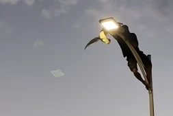 [Vidéo] Mexique : il risque sa vie pour sauver un goéland coincée en haut d'un lampadaire