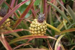 Plantation ananas 