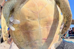 tortue st gilles