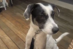 La Possession : appel à l’aide pour retrouver Domi, une chienne tombé sur le sentier de Deux Bras